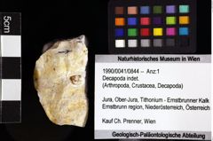 Foto (Objket + Etiketten) von Decapoda indet. 